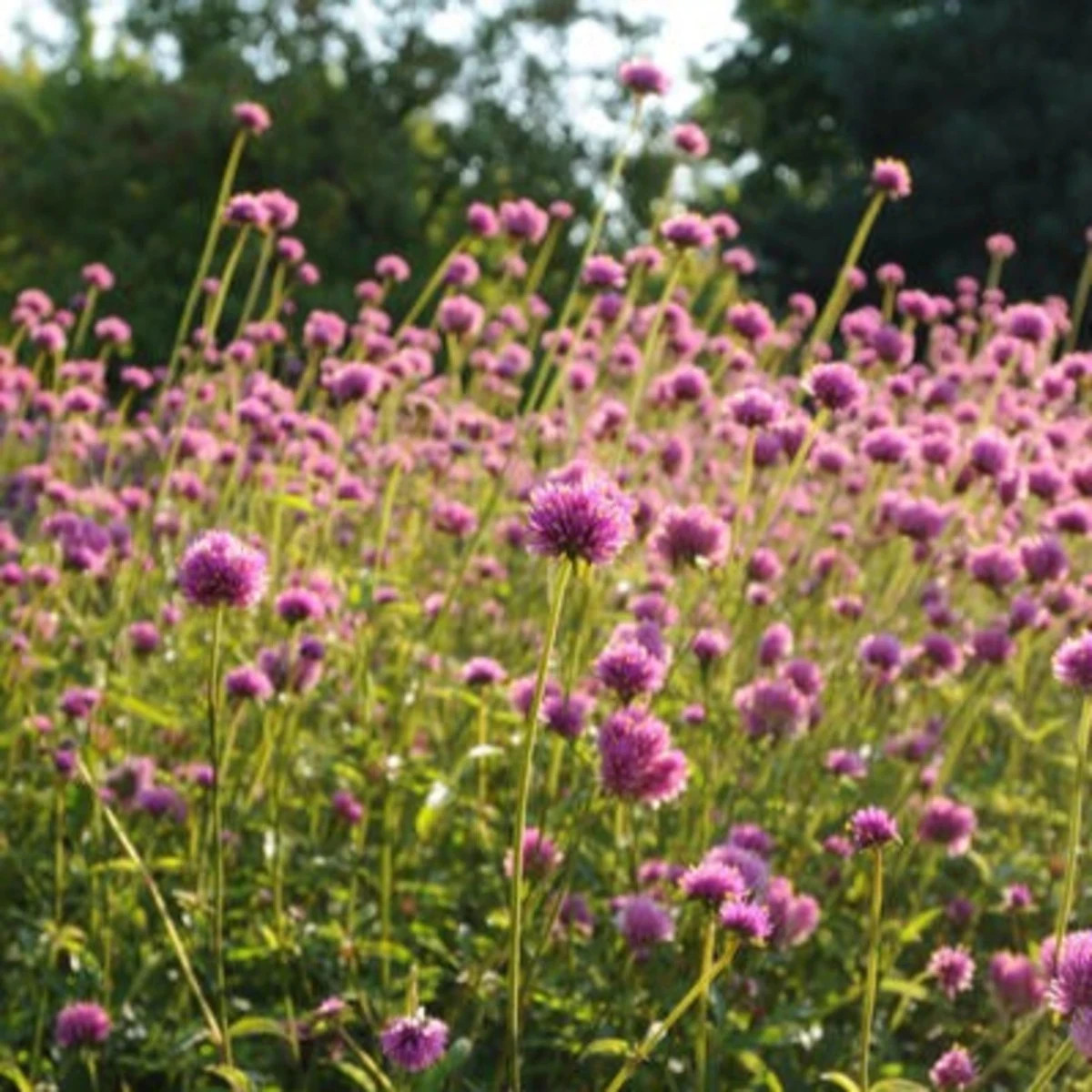Gomfréna Fireworks - Gomphrena pulchella - predaj semien - 20 ks