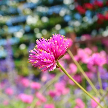 Gomfréna Fireworks - Gomphrena pulchella - predaj semien - 20 ks