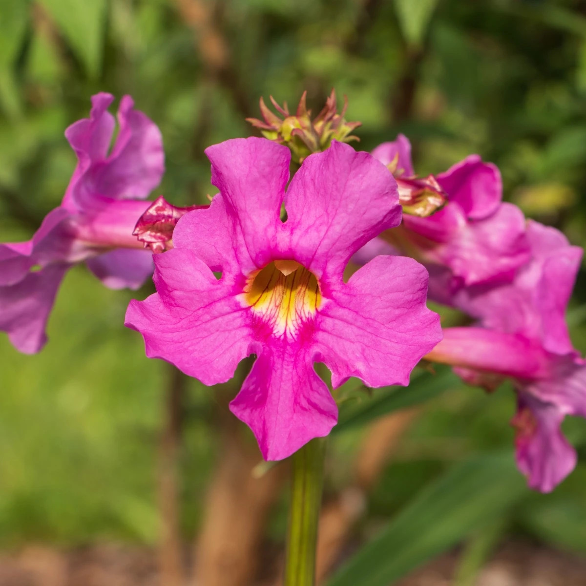 Dvojostica ružová - Incarvillea delavayi - predaj cibuľovín - 1 ks