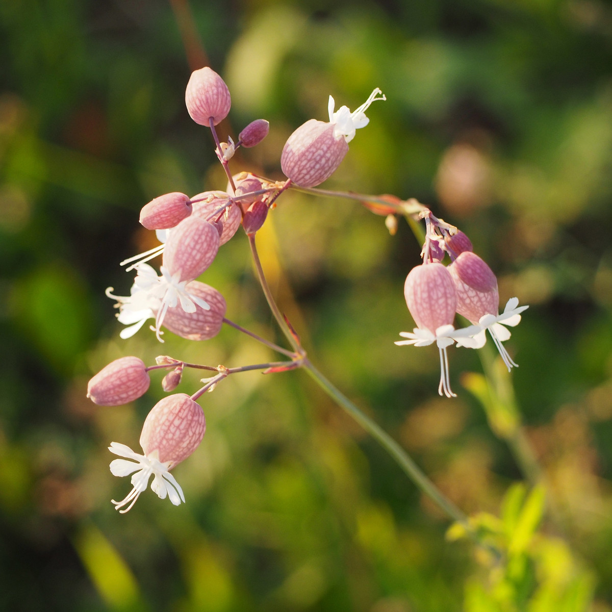 Silenka obyčajná - Silene vulgaris - semiačka - 150 ks