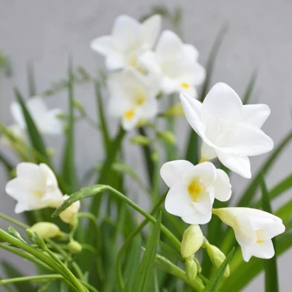 Frézia biela - Freesia - predaj cibuľovín - 3 ks