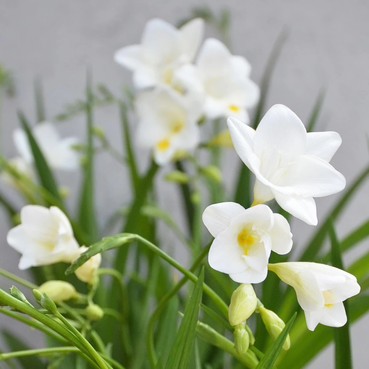 Frézia biela - Freesia - predaj cibuľovín - 3 ks