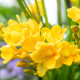 Frézia žltá - Freesia - predaj cibuľovín - 3 ks