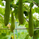 BIO Lufa valcovitá - Luffa cylindrica - predaj bio semien - 8 ks