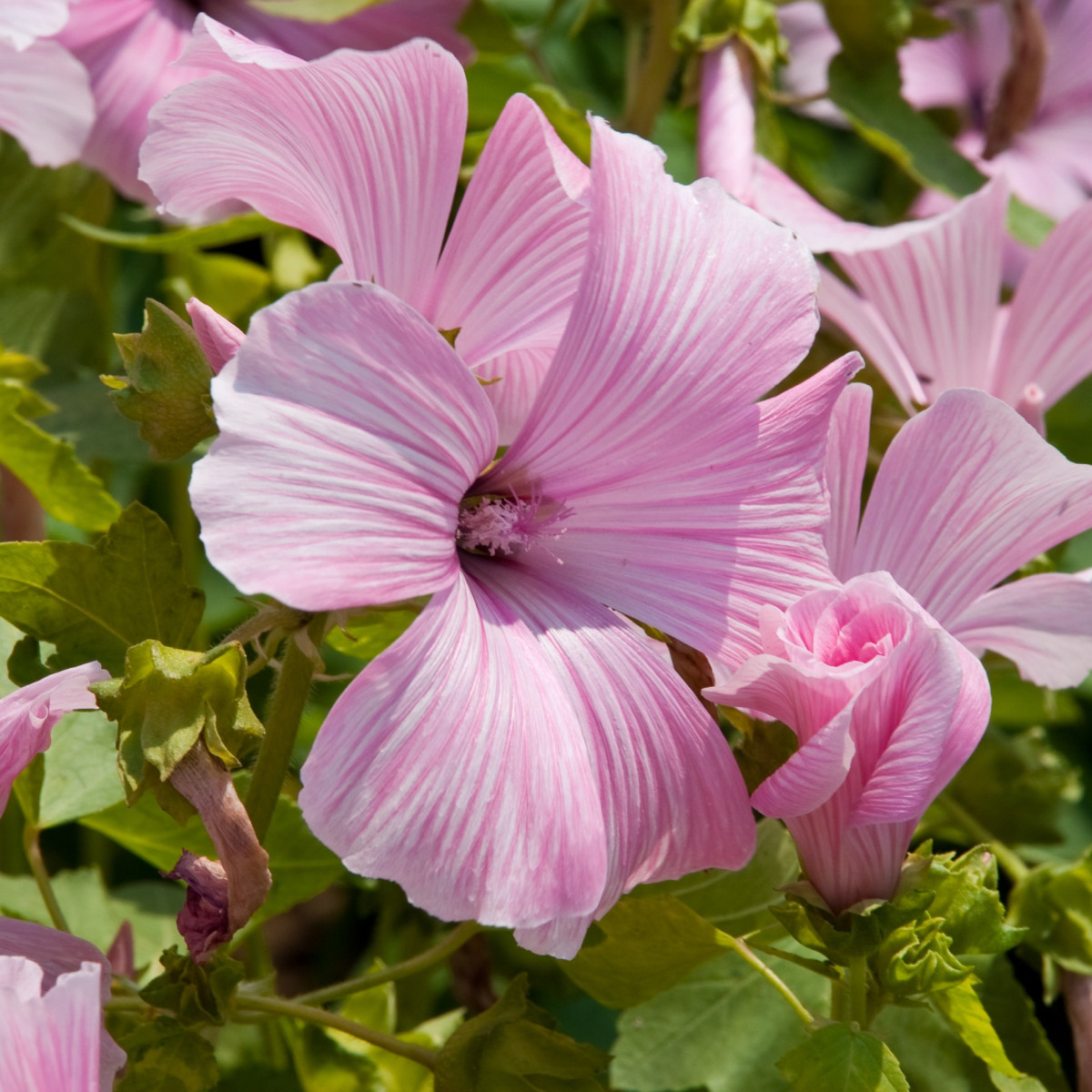 Slez pižmový - Malva moschata - semiačka - 50 ks
