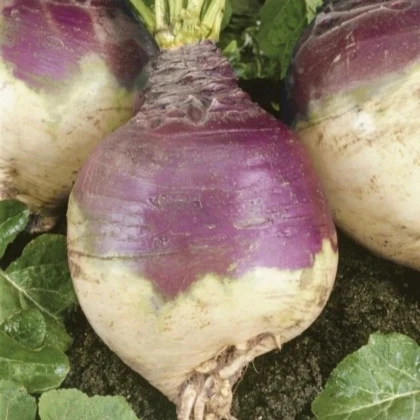 Kvaka Magres - Brassica napus var. napobrassica - predaj semien - 200 ks