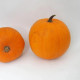 Tekvica Jack O Lantern - Cucurbita pepo - predaj semien - 7Tekvica Jack O Lantern - Cucurbita pepo - predaj semien - 7 ksks