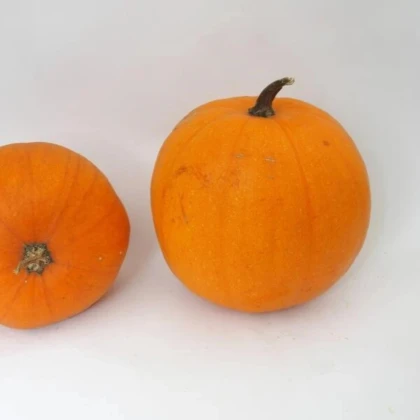 Tekvica Jack O Lantern - Cucurbita pepo - predaj semien - 7Tekvica Jack O Lantern - Cucurbita pepo - predaj semien - 7 ksks