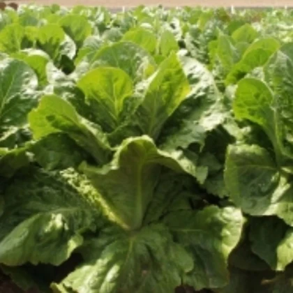 Šalát rímsky Bertolt - Lactuca sativa var. longifolia - predaj semien - 200 ks