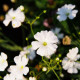 Gypsomilka biely elegantný - Gypsophila elegans - semiačka - 200 ks