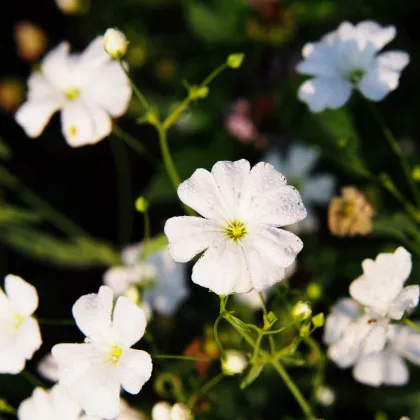 Gypsomilka biely elegantný - Gypsophila elegans - semiačka - 200 ks