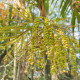 Palma Ptychosperma - Ptychosperma sp. Black fruit - predaj semien - 3 ks