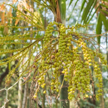 Palma Ptychosperma - Ptychosperma sp. Black fruit - predaj semien - 3 ks