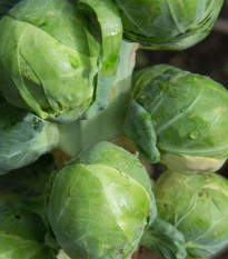 BIO Kel ružičkový Igor F1 - Brassica oleracea - predaj bio semien - 20 ks