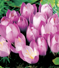 Krókus Zonatus - Crocus Zonatus - predaj cibuľovín - 3 ks