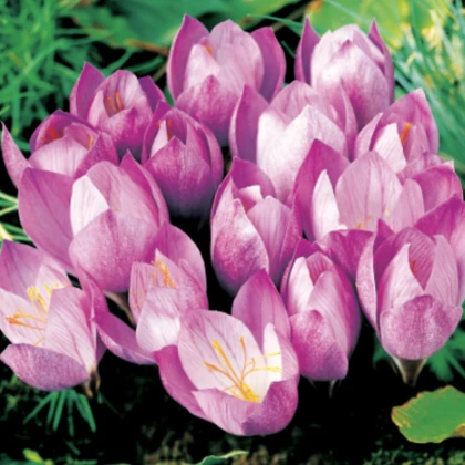 Krókus Zonatus - Crocus Zonatus - predaj cibuľovín - 3 ks