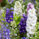 Ostrôžka záhradná - zmes farieb - Delphinium ajacis - semiačka - 300 ks