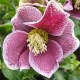 Čemerica Pretty Ellen bodkovaná - Helleborus orientalis - predaj voľno korenených sadeníc - 1 ks