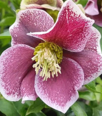 Čemerica Pretty Ellen bodkovaná - Helleborus orientalis - predaj voľno korenených sadeníc - 1 ks