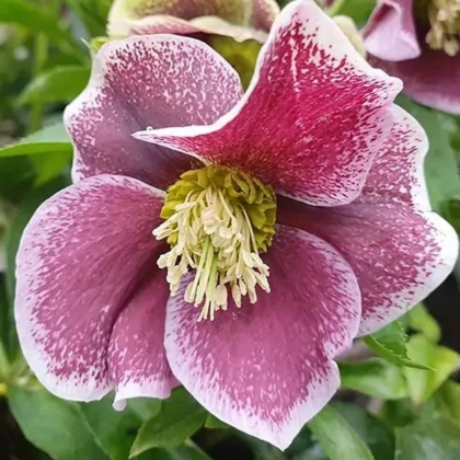Čemerica Pretty Ellen bodkovaná - Helleborus orientalis - predaj voľno korenených sadeníc - 1 ks