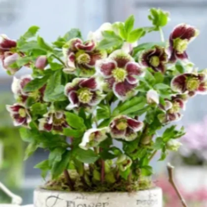 Čemerica Pretty Ellen bodkovaná - Helleborus orientalis - predaj voľno korenených sadeníc - 1 ks