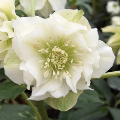 Čemerica plnokvetá Ellen biela - Helleborus double - predaj voľnokorenených sadeníc - 1 ks
