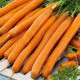 Mrkva Babetka F1 - Daucus carota - predaj semien - 300 ks