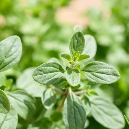 Majorán záhradný Marietta - Origanum Majorana L. - predaj semien - 300 ks