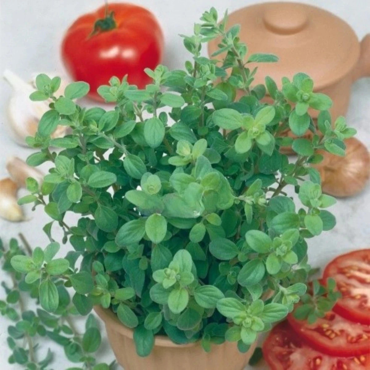 Majorán záhradný Marietta - Origanum Majorana L. - predaj semien - 300 ks