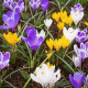 Zmes krókusov - Crocus mix - predaj cibuľovín - 15 ks