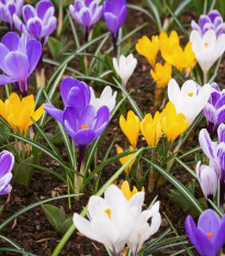 Zmes krókusov - Crocus mix - predaj cibuľovín - 15 ks
