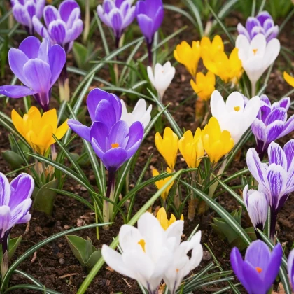 Zmes krókusov - Crocus mix - predaj cibuľovín - 15 ks