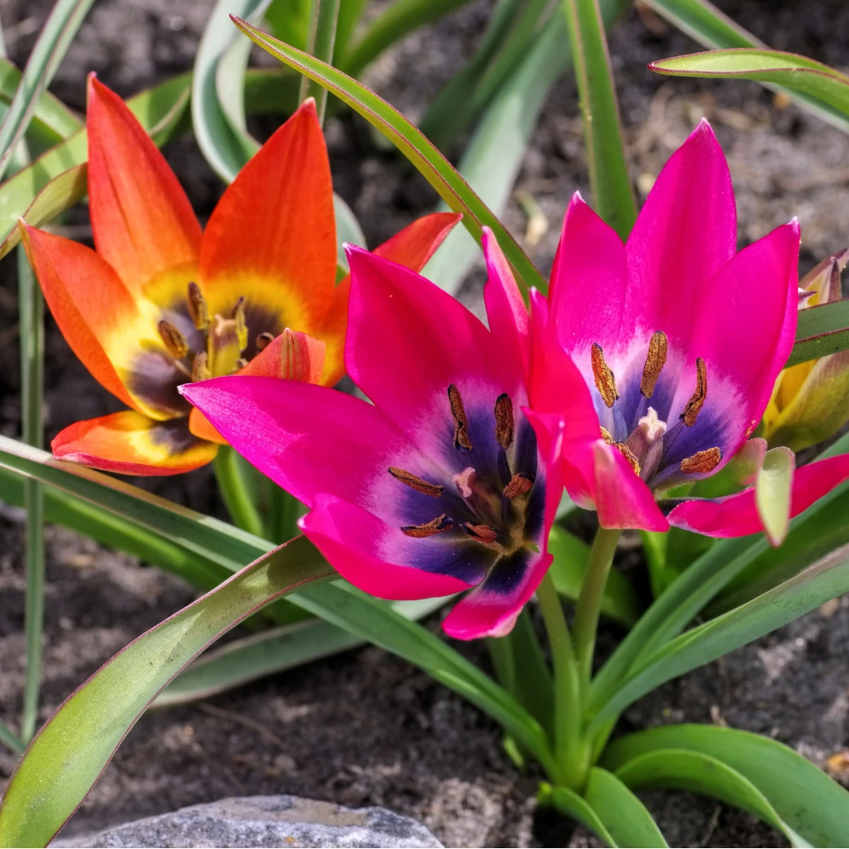 Zmes tulipánov - Tulipa mix - predaj cibuľovín - 15 ks
