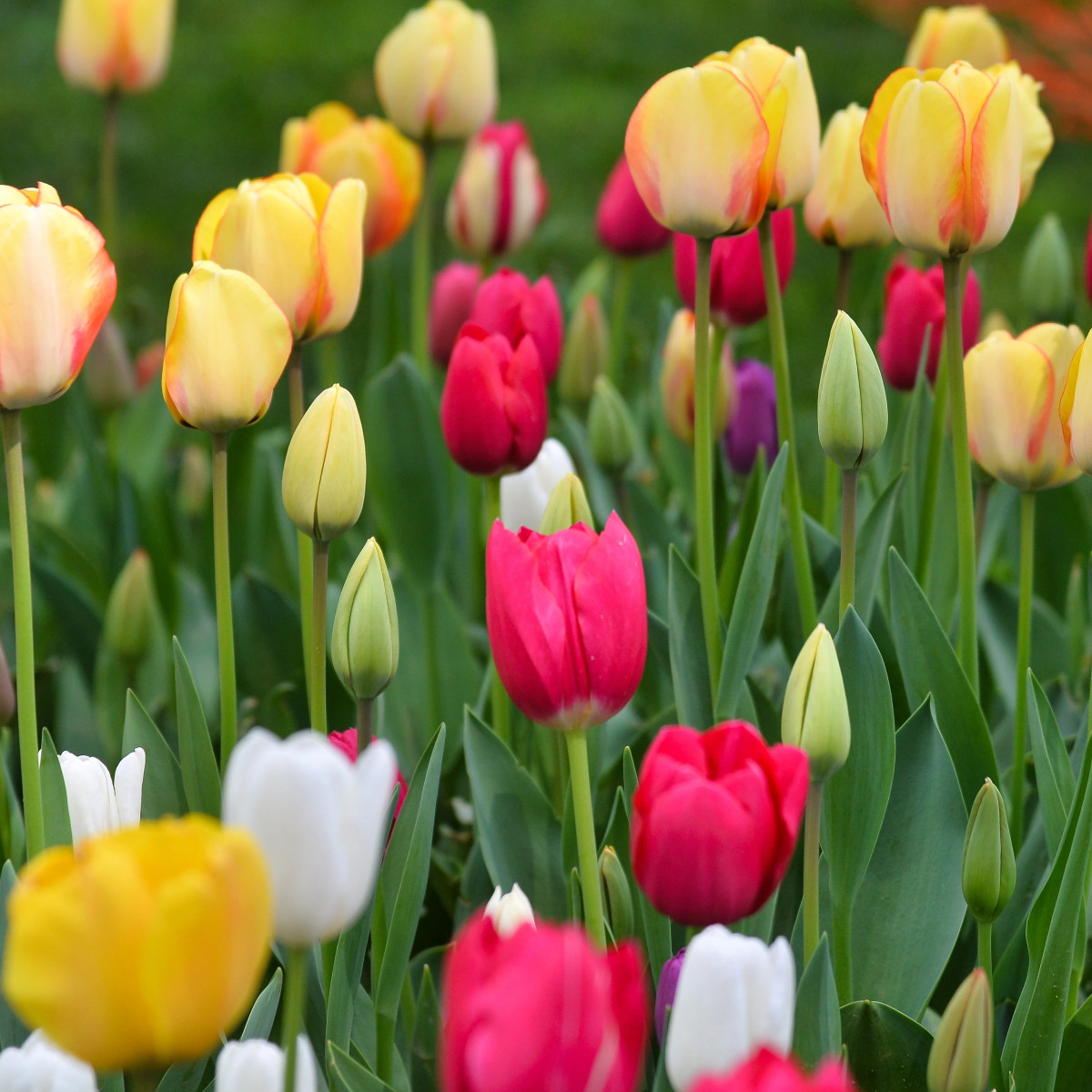 Zmes tulipánov - Tulipa mix - predaj cibuľovín - 15 ks