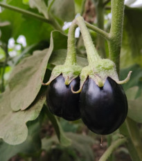 Baklažán Krasan - Solanum melongena - predaj semien - 100 ks