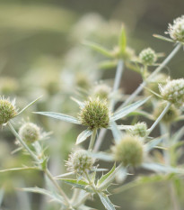 Kotúč biely White glitter - Eryngium planum - predaj semien - 10 ks