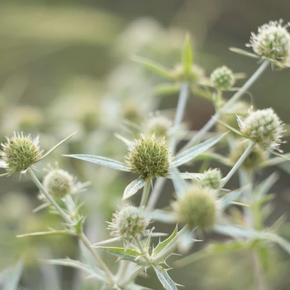 Kotúč biely White glitter - Eryngium planum - predaj semien - 10 ks