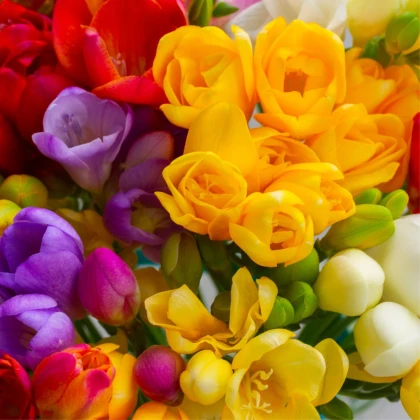 Zmes frézií - Freesia mix - predaj cibuľovín - 15 ks