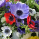 Zmes sasaniek - Anemone mix - predaj cibuľovín - 15 ks