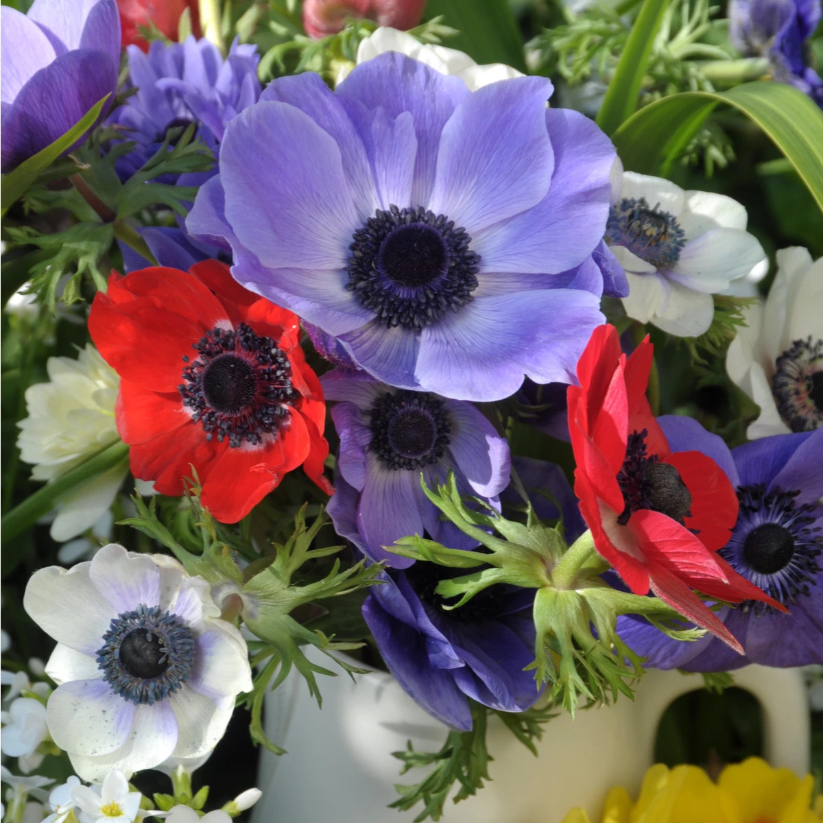 Zmes sasaniek - Anemone mix - predaj cibuľovín - 15 ks