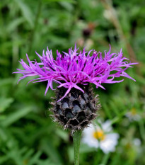 Nevädza Lesser Knapweed - Centaurea nigra - predaj semien - 100 ks