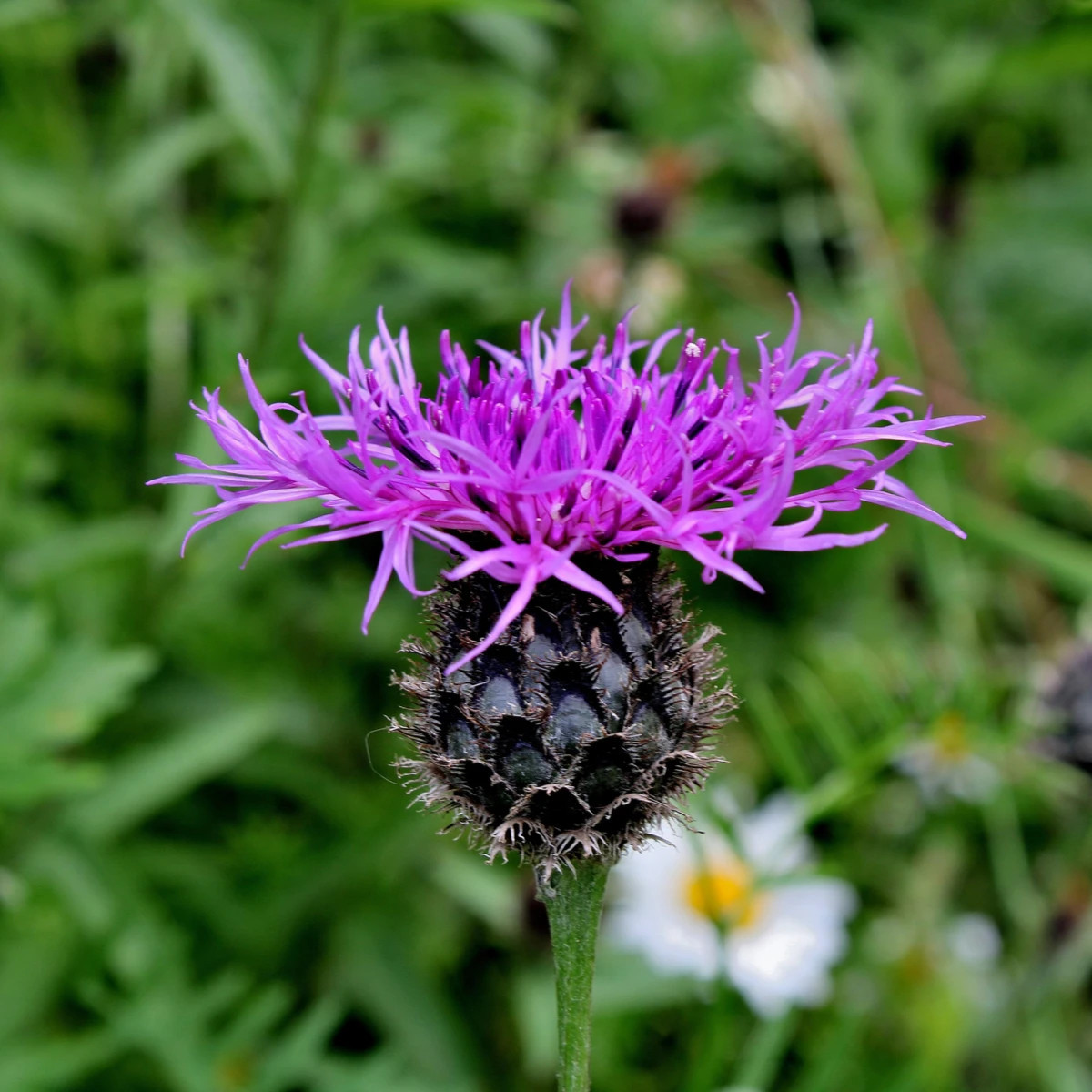 Nevädza Lesser Knapweed - Centaurea nigra - predaj semien - 100 ks