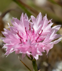 Nevädza poľná ružová - Centaurea cyanus - predaj semien - 65 ks