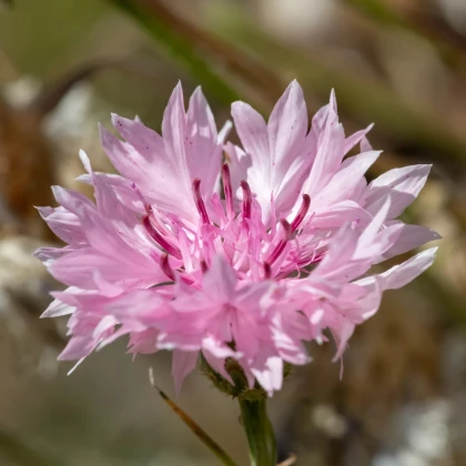Nevädza poľná ružová - Centaurea cyanus - predaj semien - 65 ks