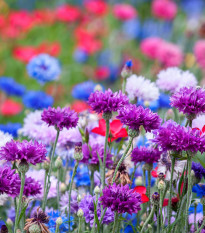 Nevädza zmes - Centaurea cyanus - predaj semien - 100 ks
