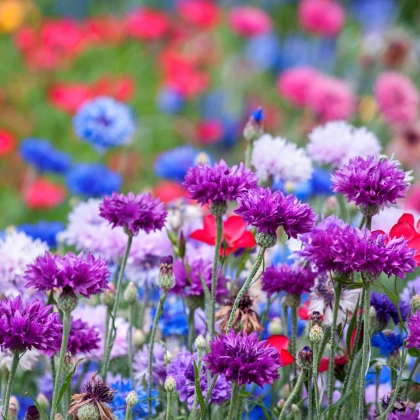 Nevädza zmes - Centaurea cyanus - predaj semien - 100 ks