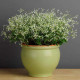Prýštec trávovitý Glitz F1 - Euphorbia graminea - predaj semien - 12 ks
