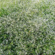 Prýštec trávovitý Glitz F1 - Euphorbia graminea - predaj semien - 12 ks