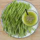 BIO microgreens súprava - mladá pšenica, pšeničná tráva - Sperli - predaj bio semien na klíčenie - 1 ks