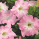 Petúnia Mistral Pearly F1 - Petunia grandiflora - predaj semien - 15 ks